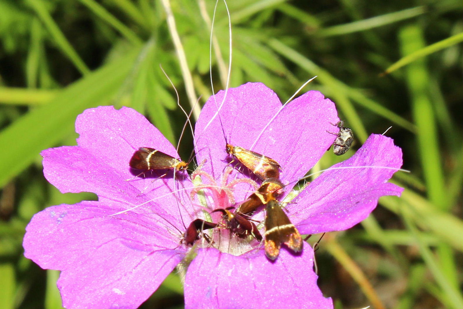 Farfallina dorata da determinare ? Adela australis, Adelidae
